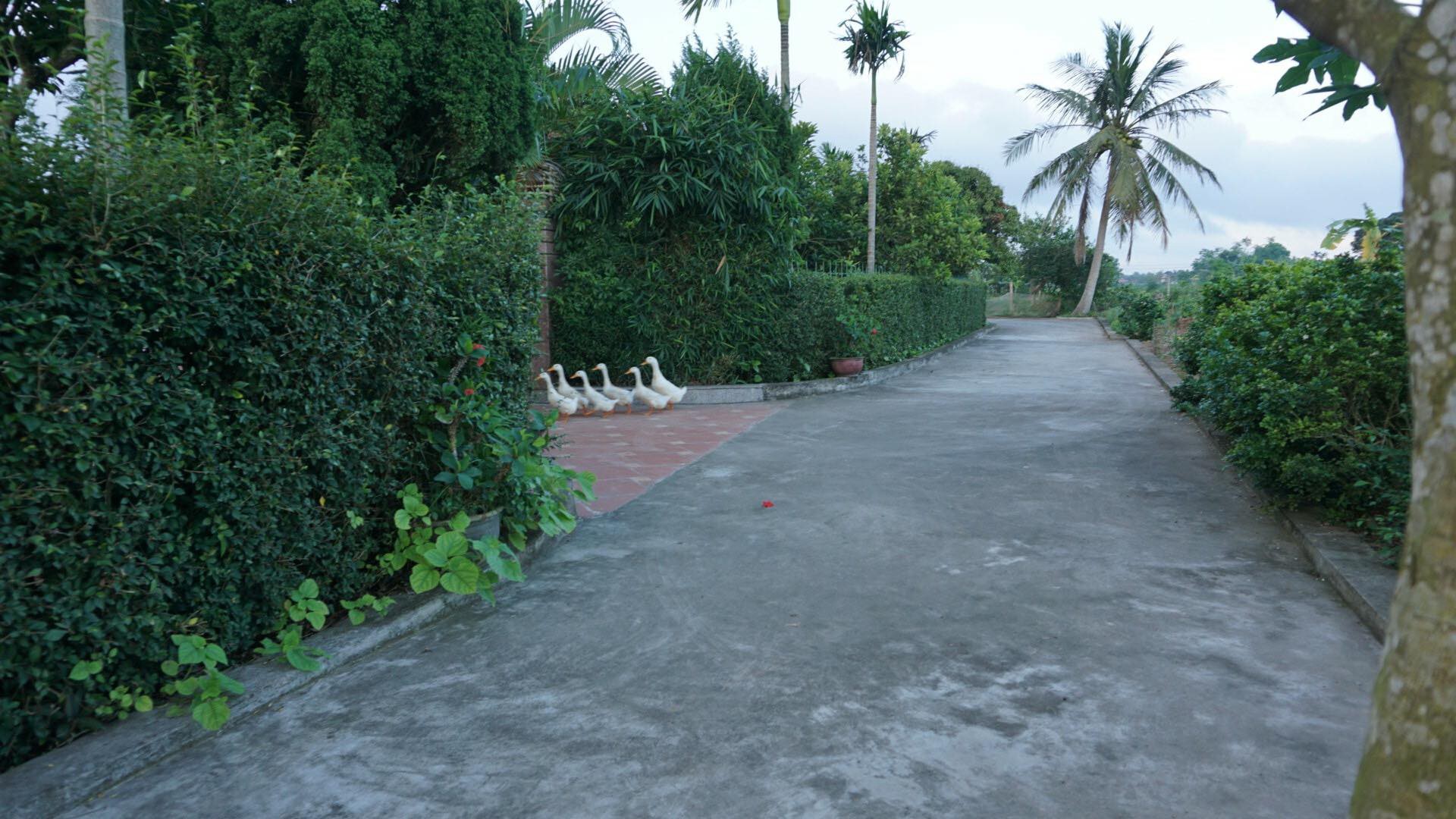 Đàn vịt hot nhất MXH: Tự chăn nhau khỏi cần chủ, điểm danh thiếu đứa nào là cả đàn cùng đi tìm bằng được